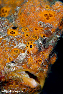 Close-up of Orange Painted Frogfish. Taken with D200 and ... by David Henshaw 